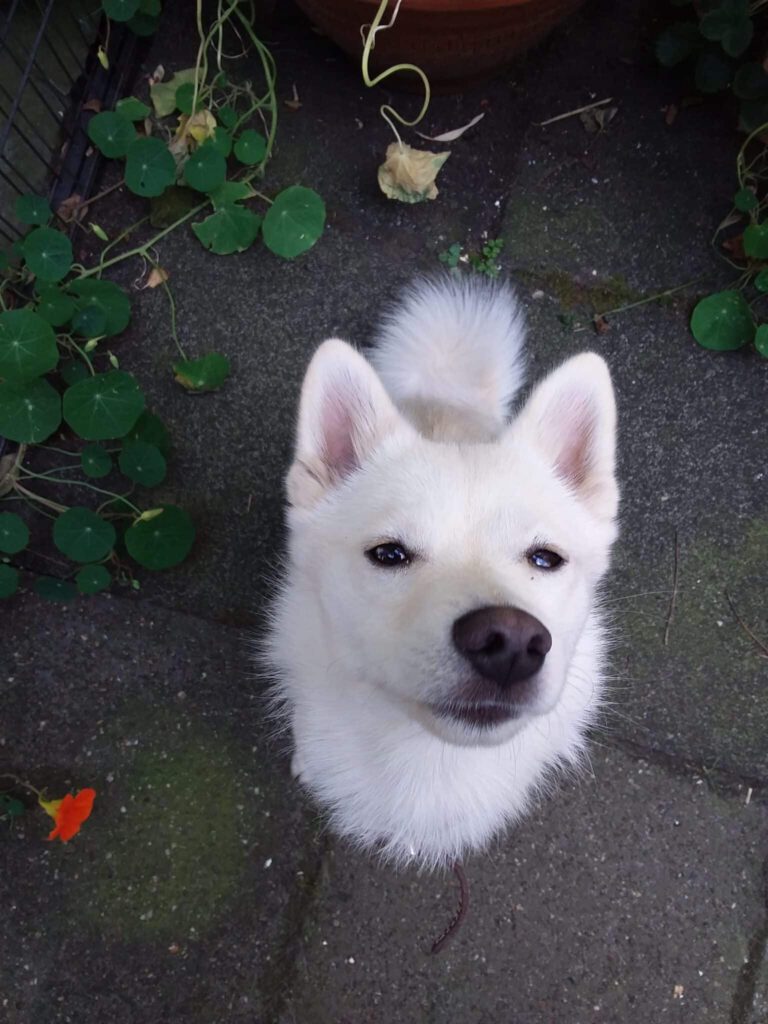 Pomsky bettelt am Tisch
