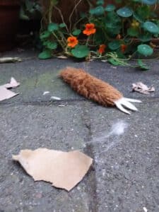 Abschied von Poppy 4 Hundespielzeug