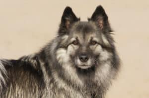 Pomsky Poppy passt auf 2 Wolfspitz Foto Nina Rodewyk