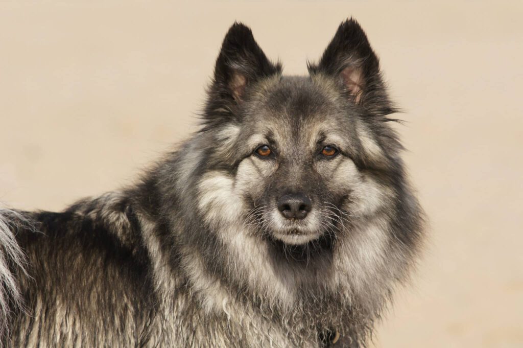 Pomsky Poppy passt auf 2 Wolfspitz Foto Nina Rodewyk