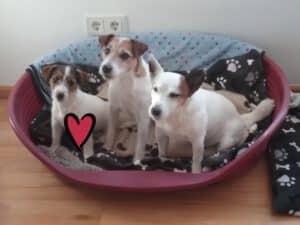 Projekt ABRA Hundbegleitete Therapie 1 Jack-Russell-Terrier