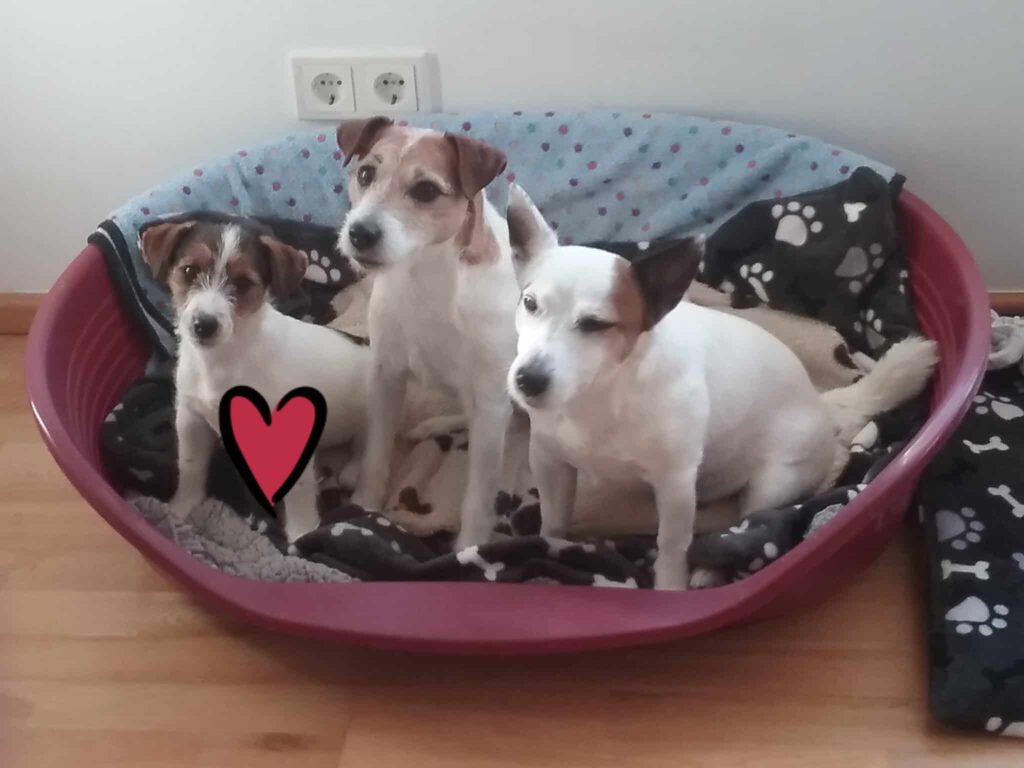 Jack-Russell-Terrier