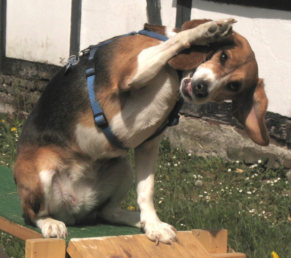 Laborbeagle