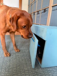 Projekt ABRA Hundbegleitete Therapie 4 ABRA Hundgestützte Therapie HundeLogisch