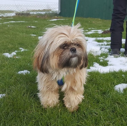 Kleine Hunde Eigenschaften
