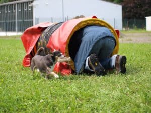 HundeLogisch Mobility - Kein richtiger Tunnel? 4 Chihuahua und Agility Tunnel