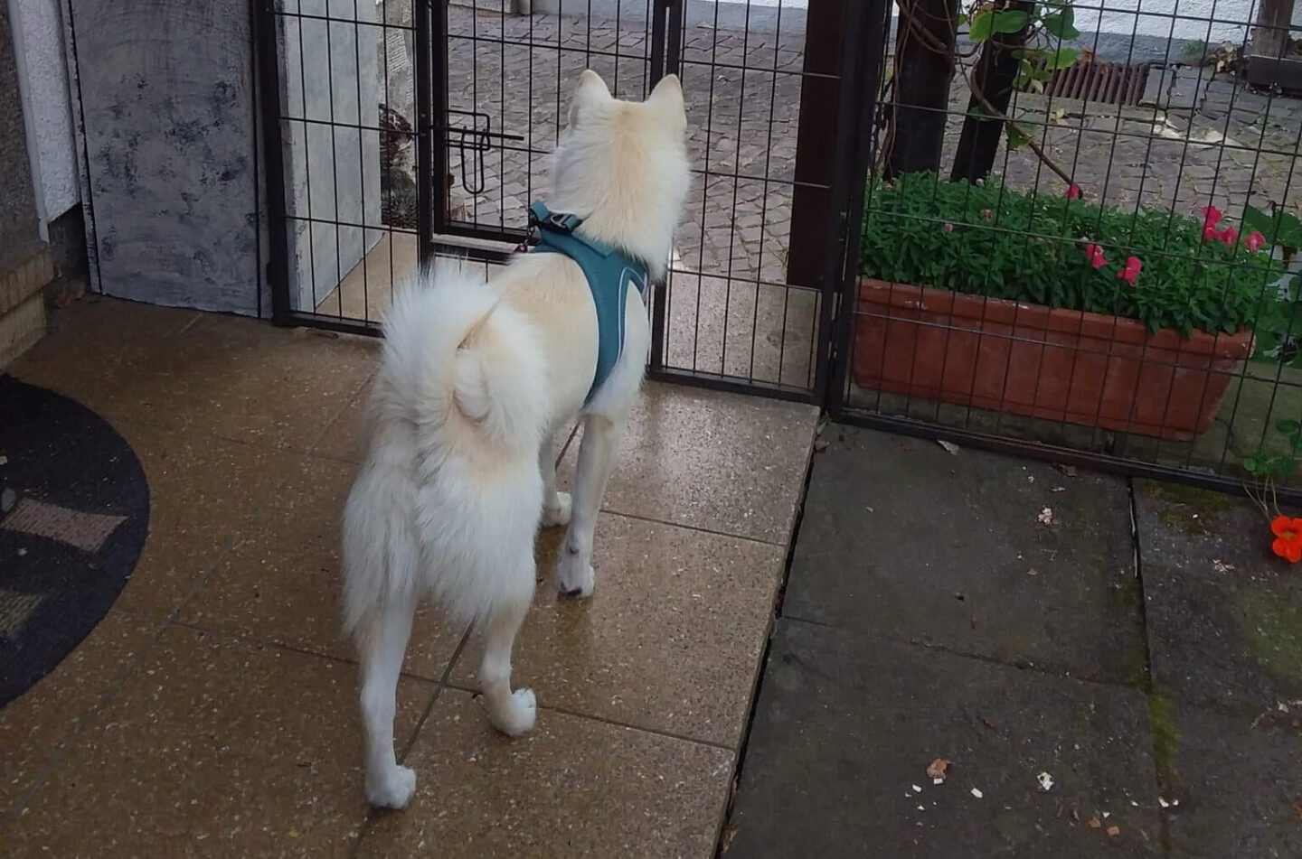 Pomsky Poppy passt auf 10 Pomsky passt auf