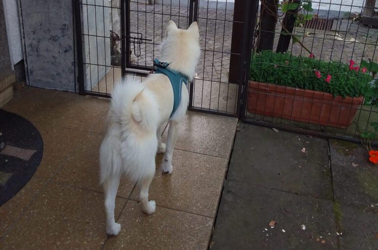 Pomsky Poppy passt auf 4 Pomsky passt auf