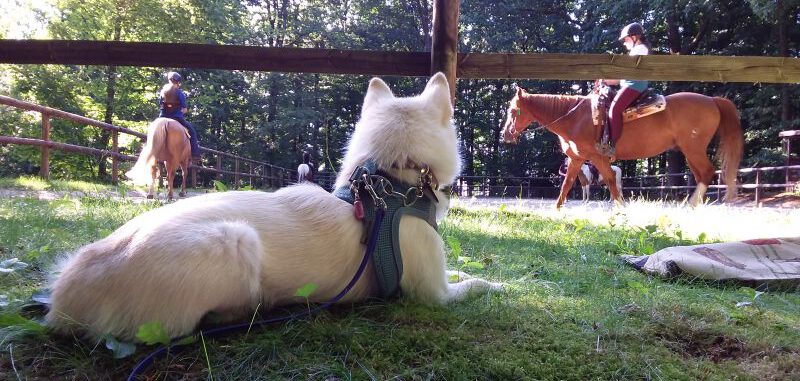 Pomsky Poppy lernt Pferd 11 Pomsky beobachtet Pferde