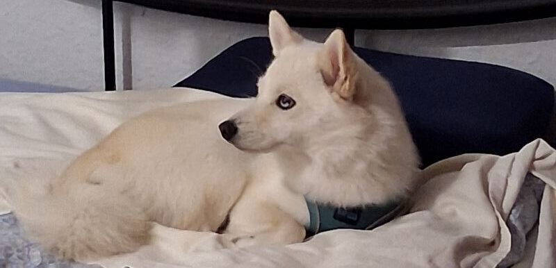 Abschied von Poppy 10 Pomsky schläft im Bett