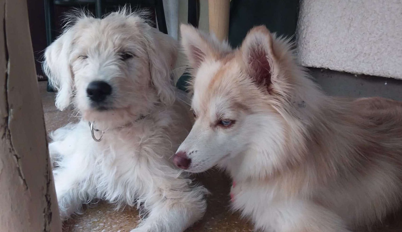 Labradoodle und Pomsky