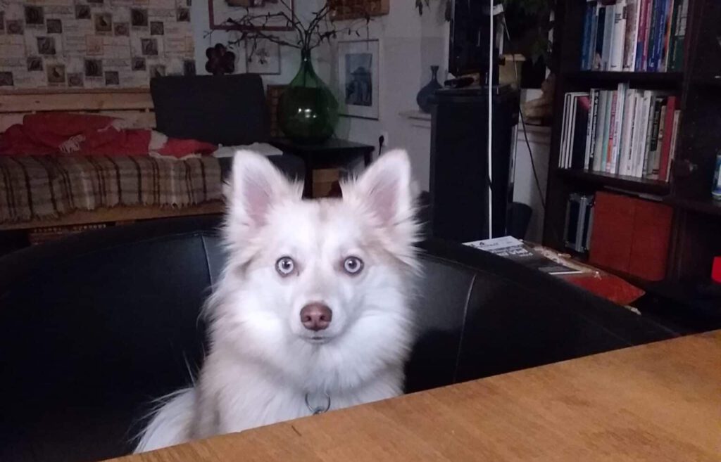 Pomsky Hündin Alea