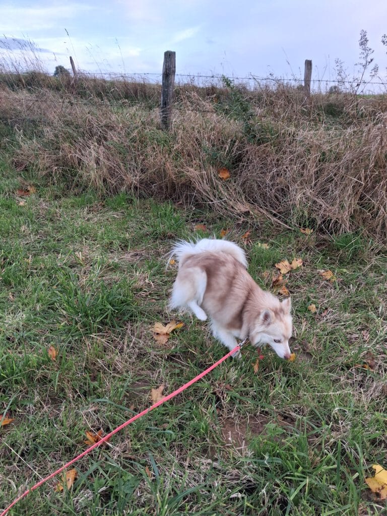 Läufige Pomsky Hündin markiert