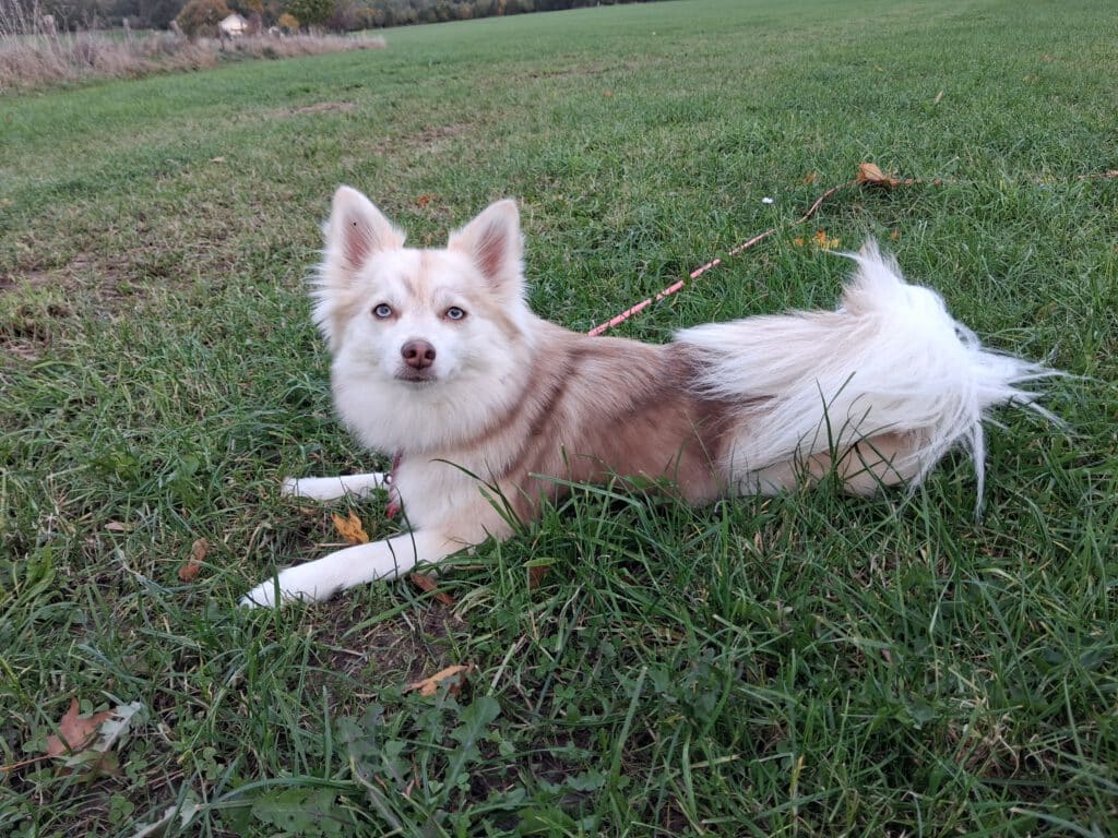 Pomsky Hündin Alea