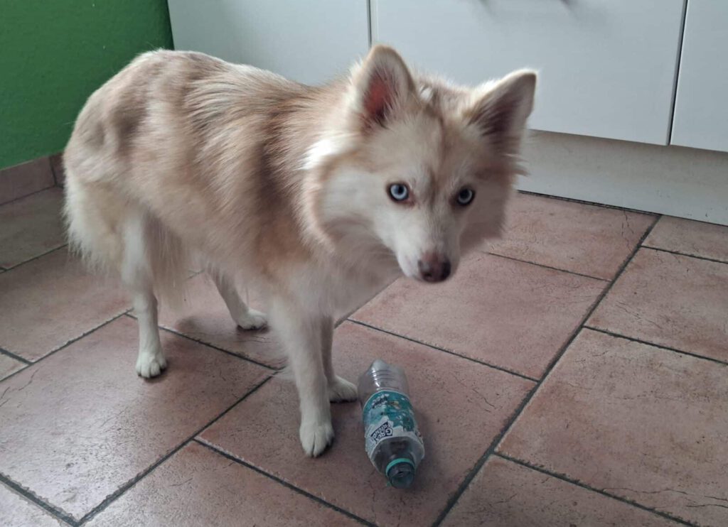 Pomsky Hündin mit Denkspiel