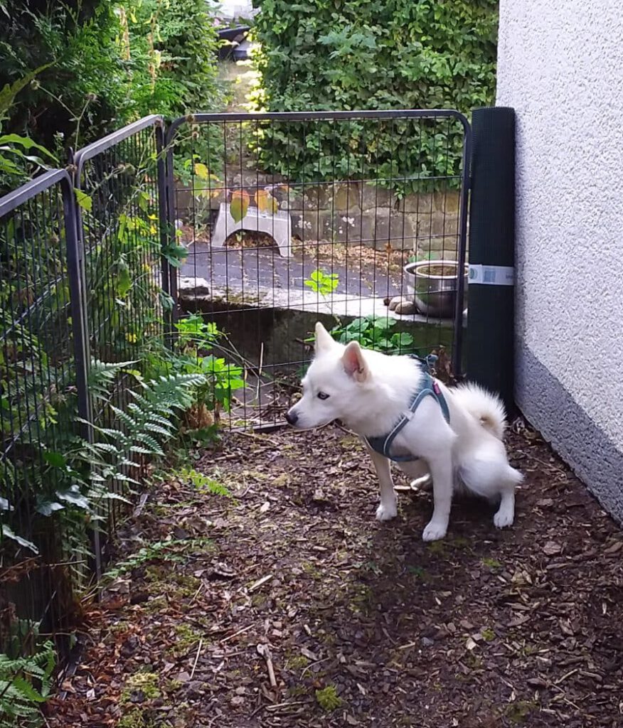 Hundeklo am Haus