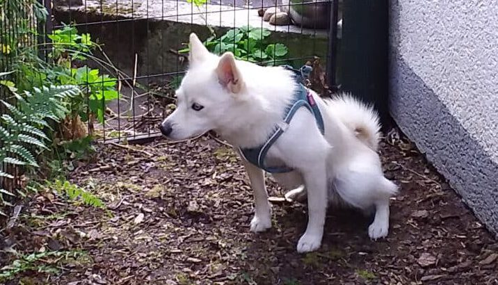 Läufige Hündin muss „Gassi gehen“? 1 Hundeklo am Haus