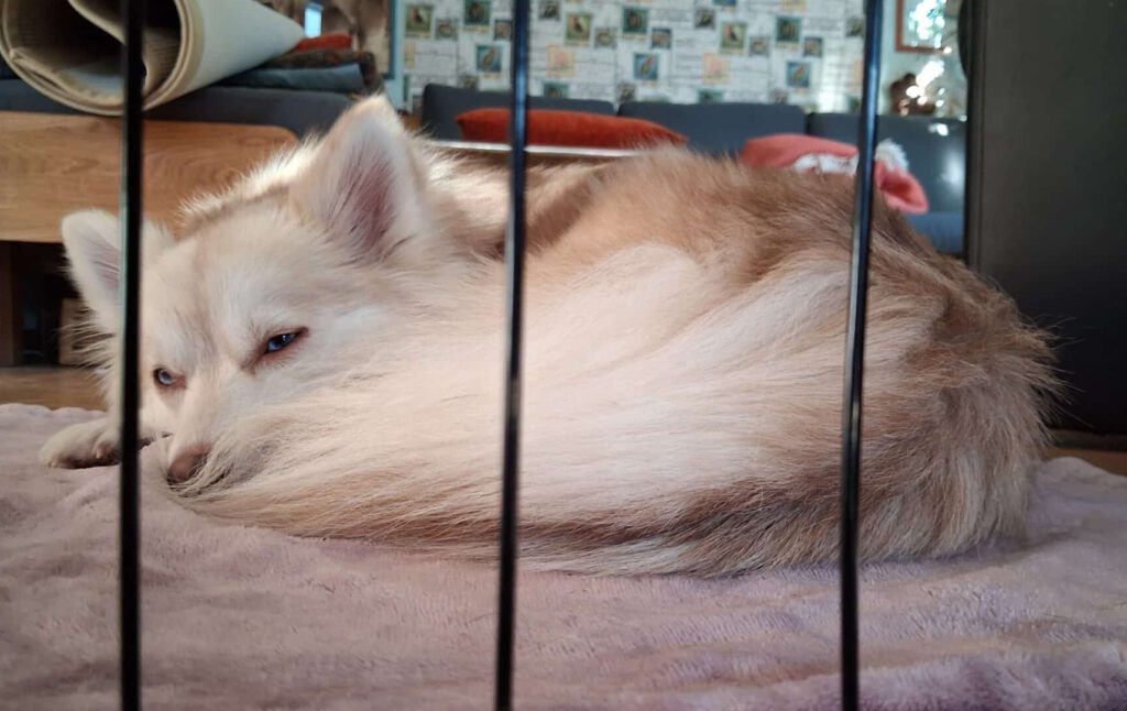 Pomsky Hündin schläft