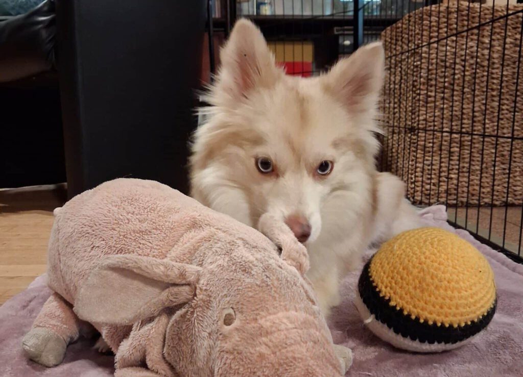 Heißes Thema Läufige Hündin! 2 Pomsky Hündin mit Spielzeug