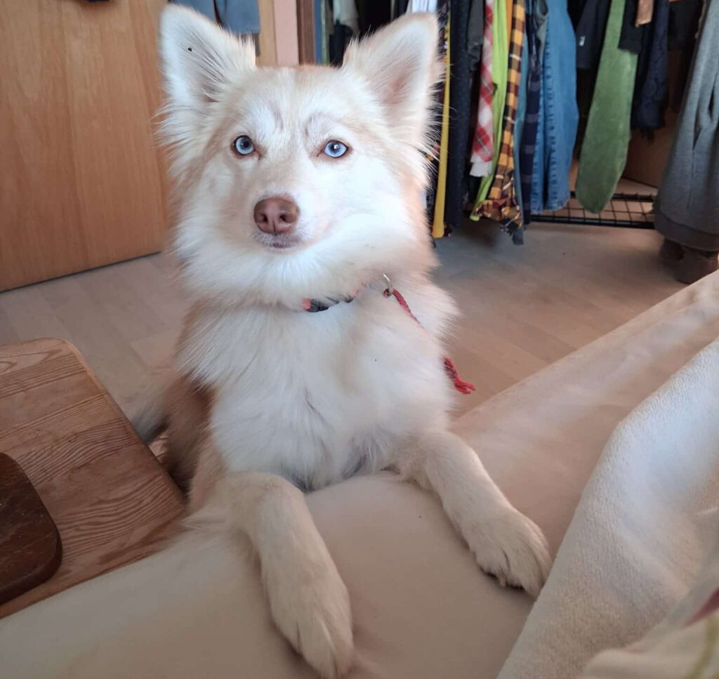 Pomsky Hündin Alea sagt guten Morgen